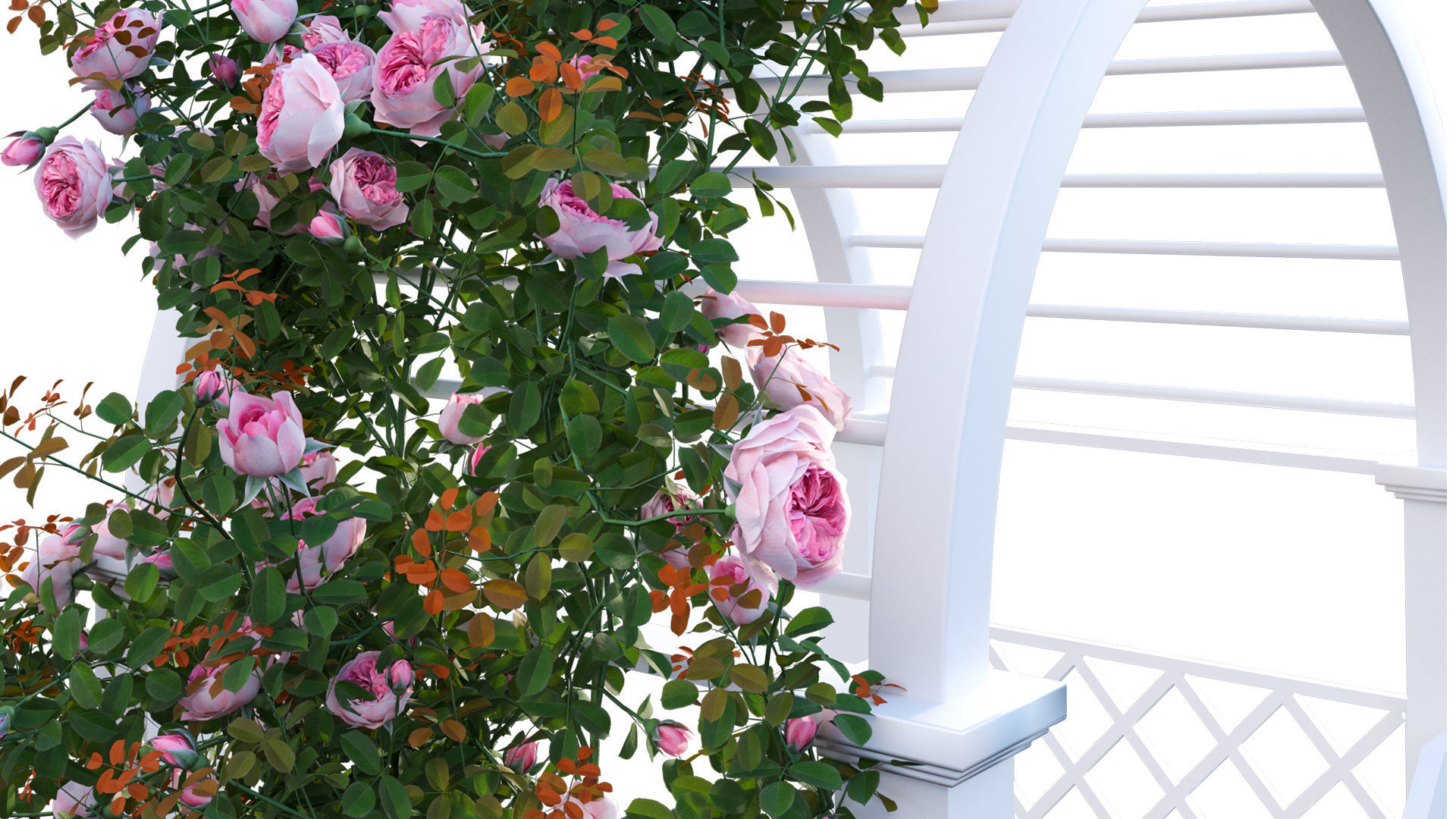 Climbing Rose - Rose Gate 3D model_8