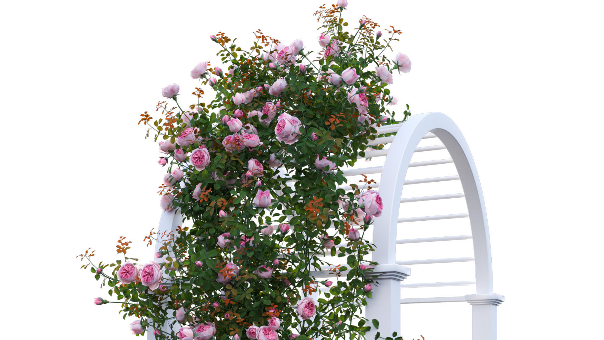 Climbing Rose - Rose Gate 3D model_9