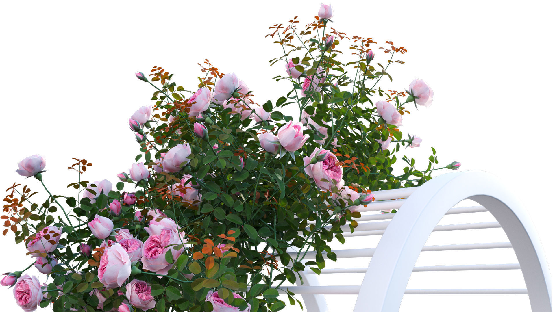 Climbing Rose - Rose Gate 3D model_7