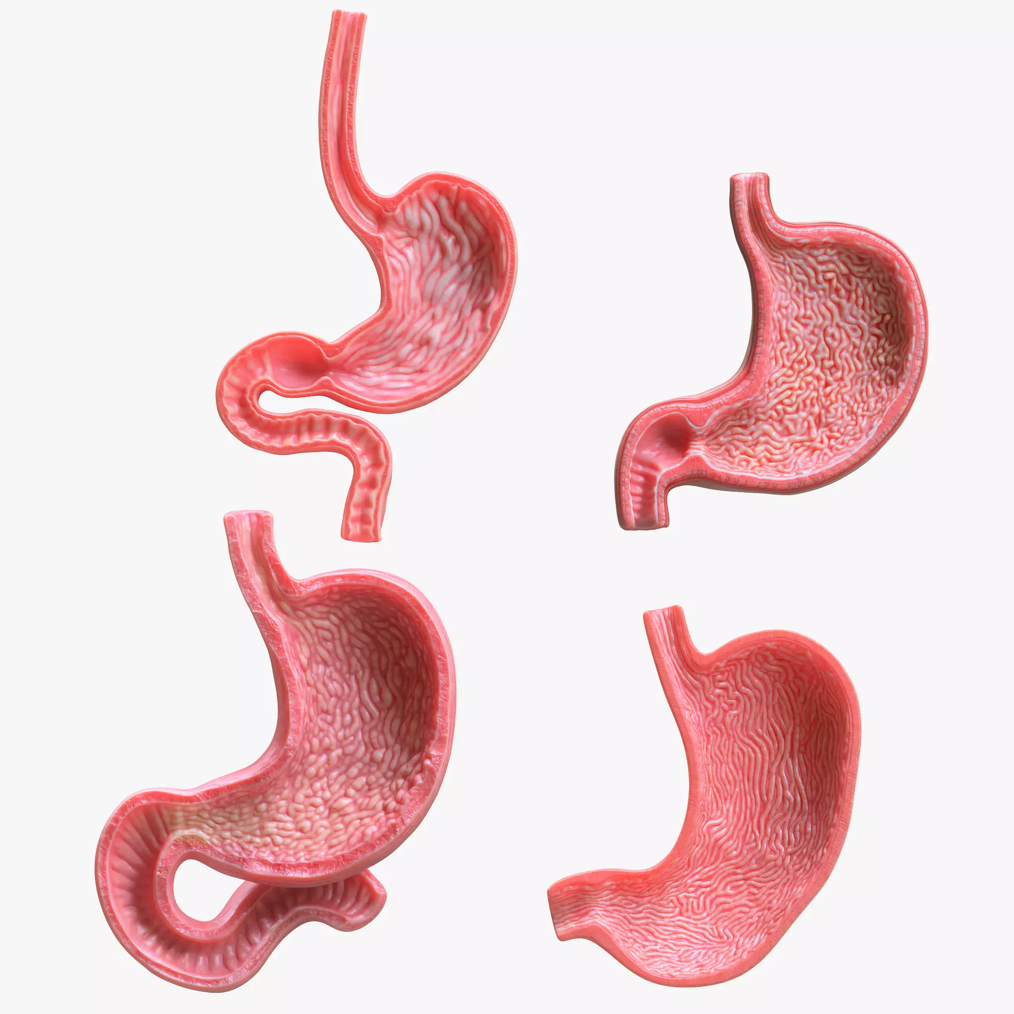 Human Stomach Bundle 3D model_0
