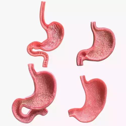 Human Stomach Bundle 3D model