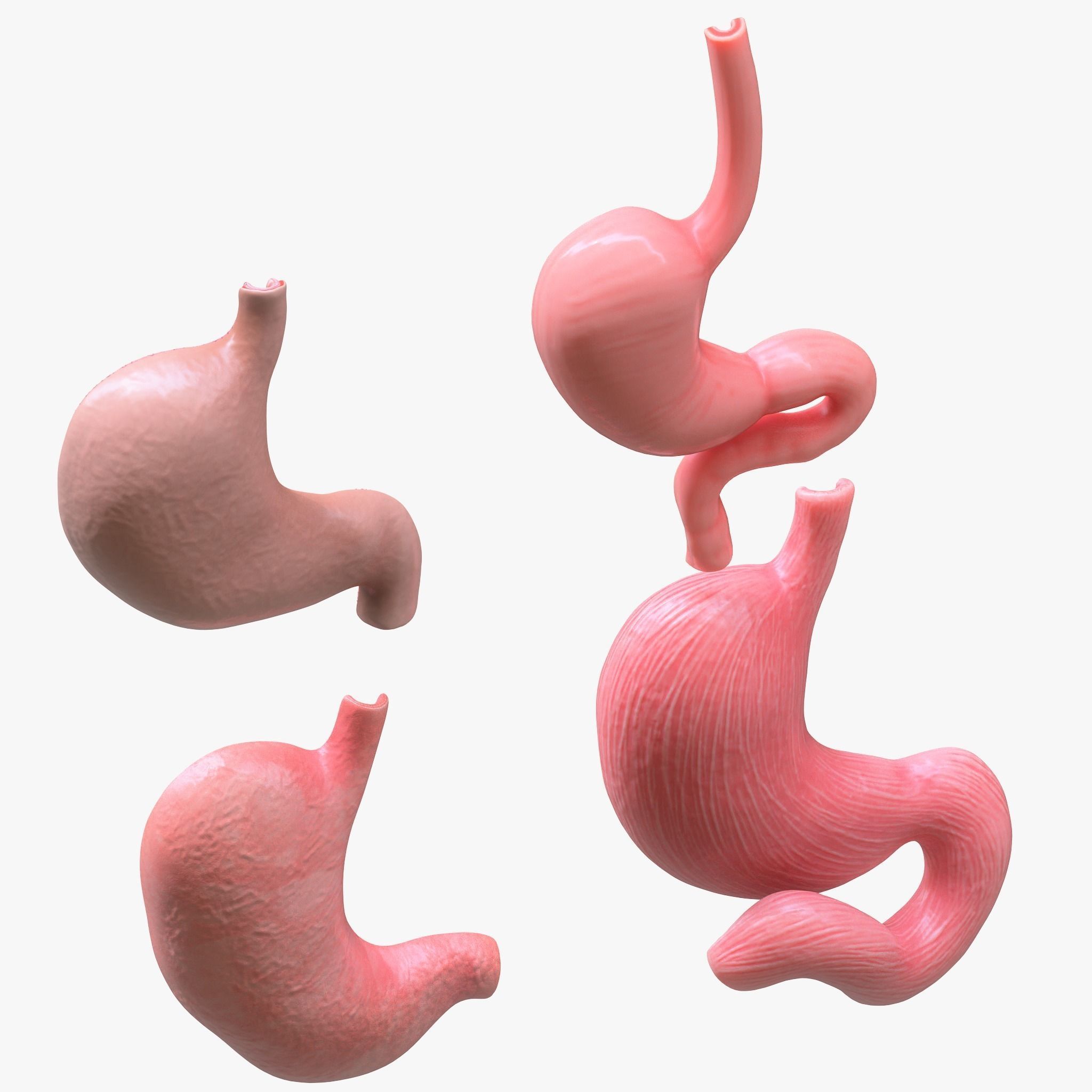Human Stomach Bundle 3D model_7