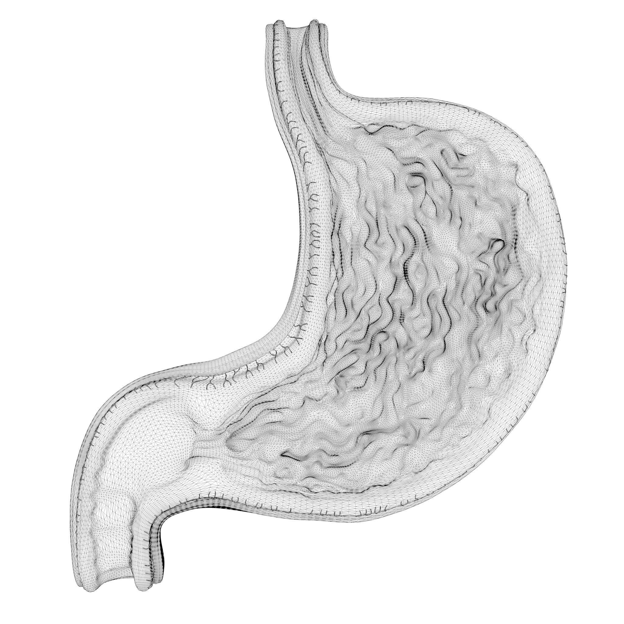 Human Stomach Bundle 3D model_10