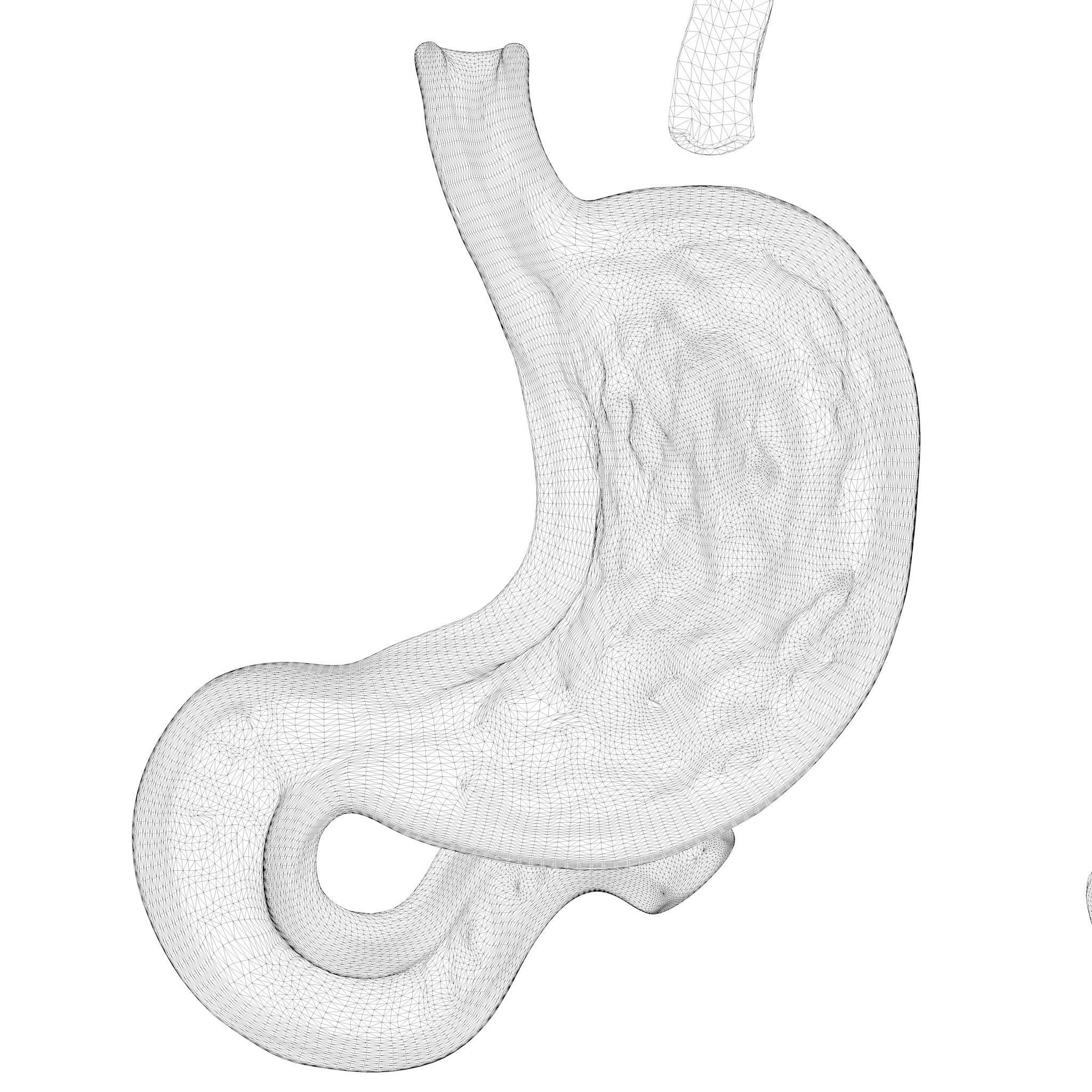 Human Stomach Bundle 3D model_12