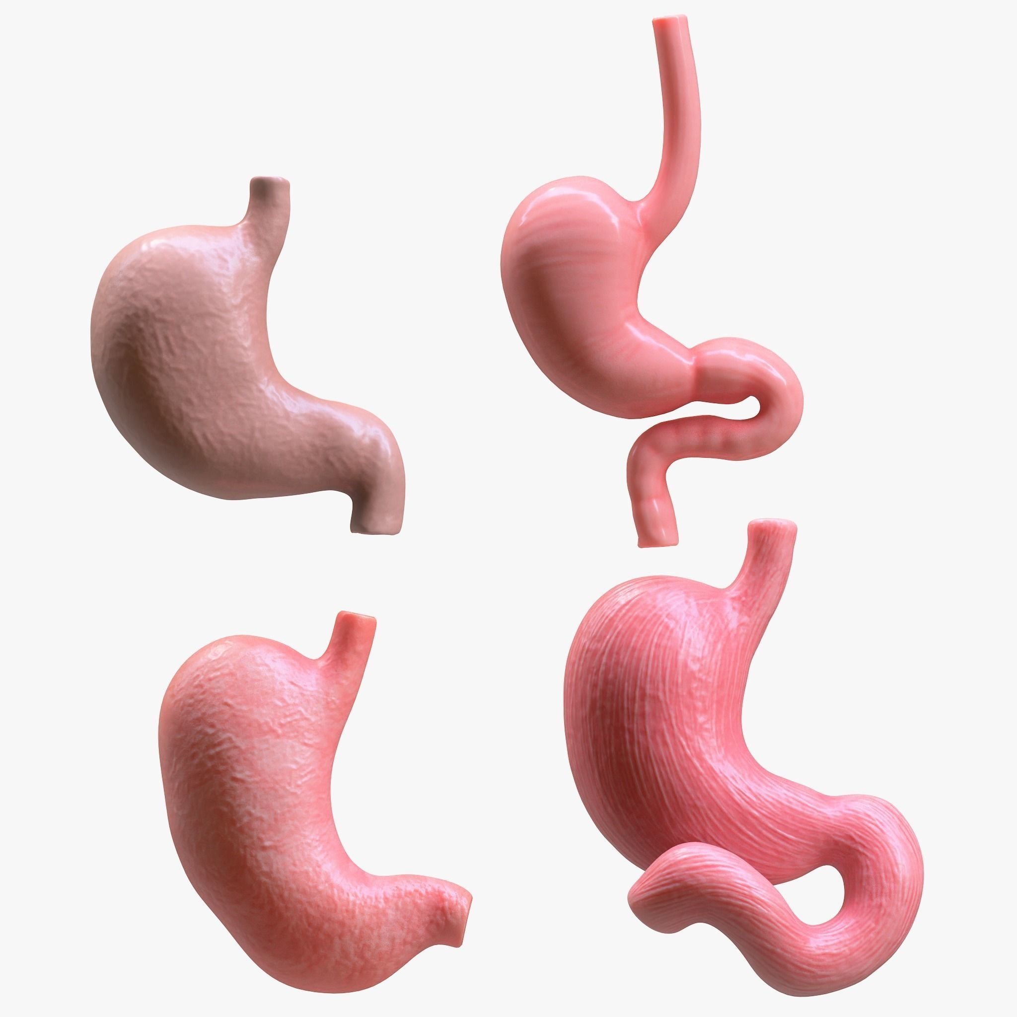 Human Stomach Bundle 3D model_1