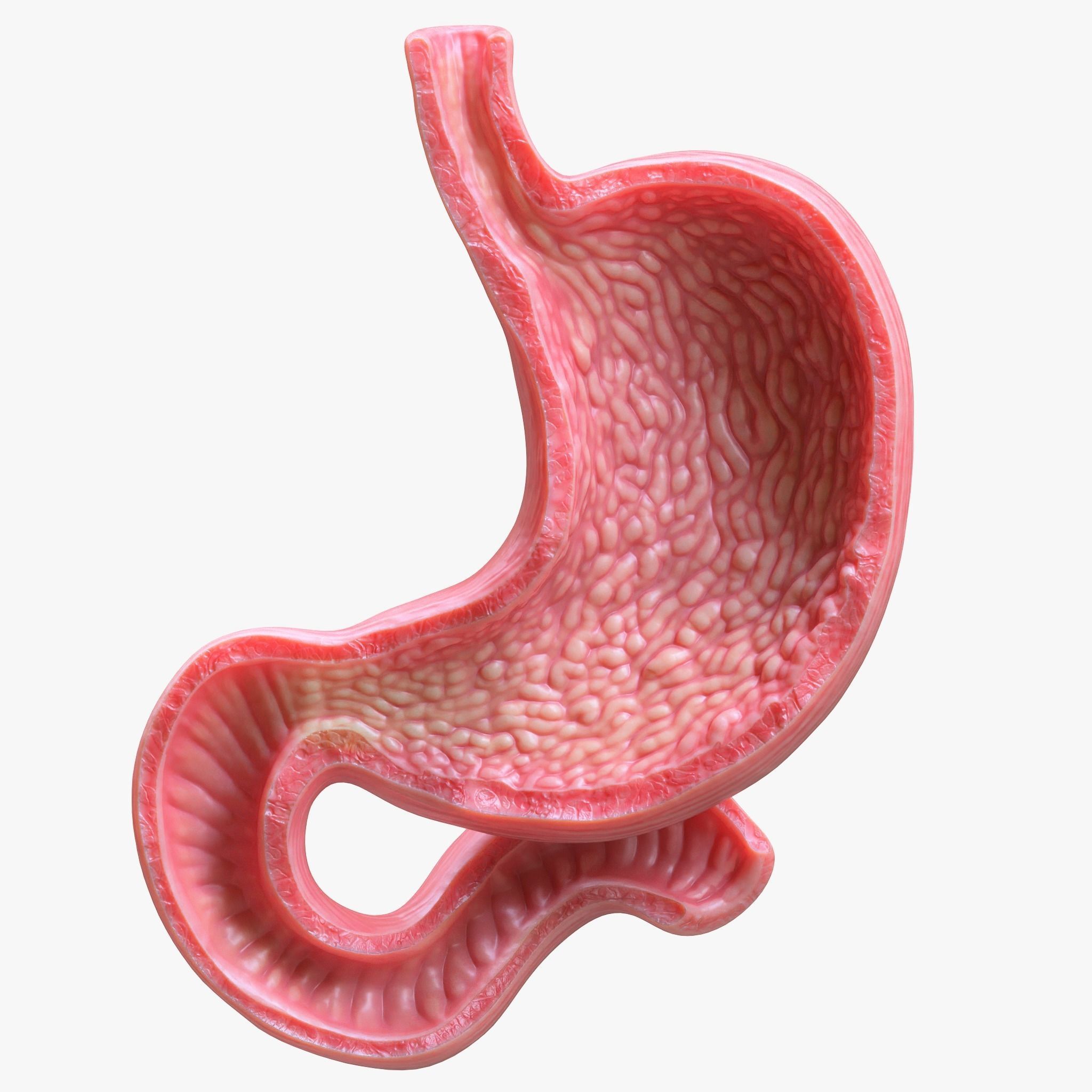 Human Stomach Bundle 3D model_2