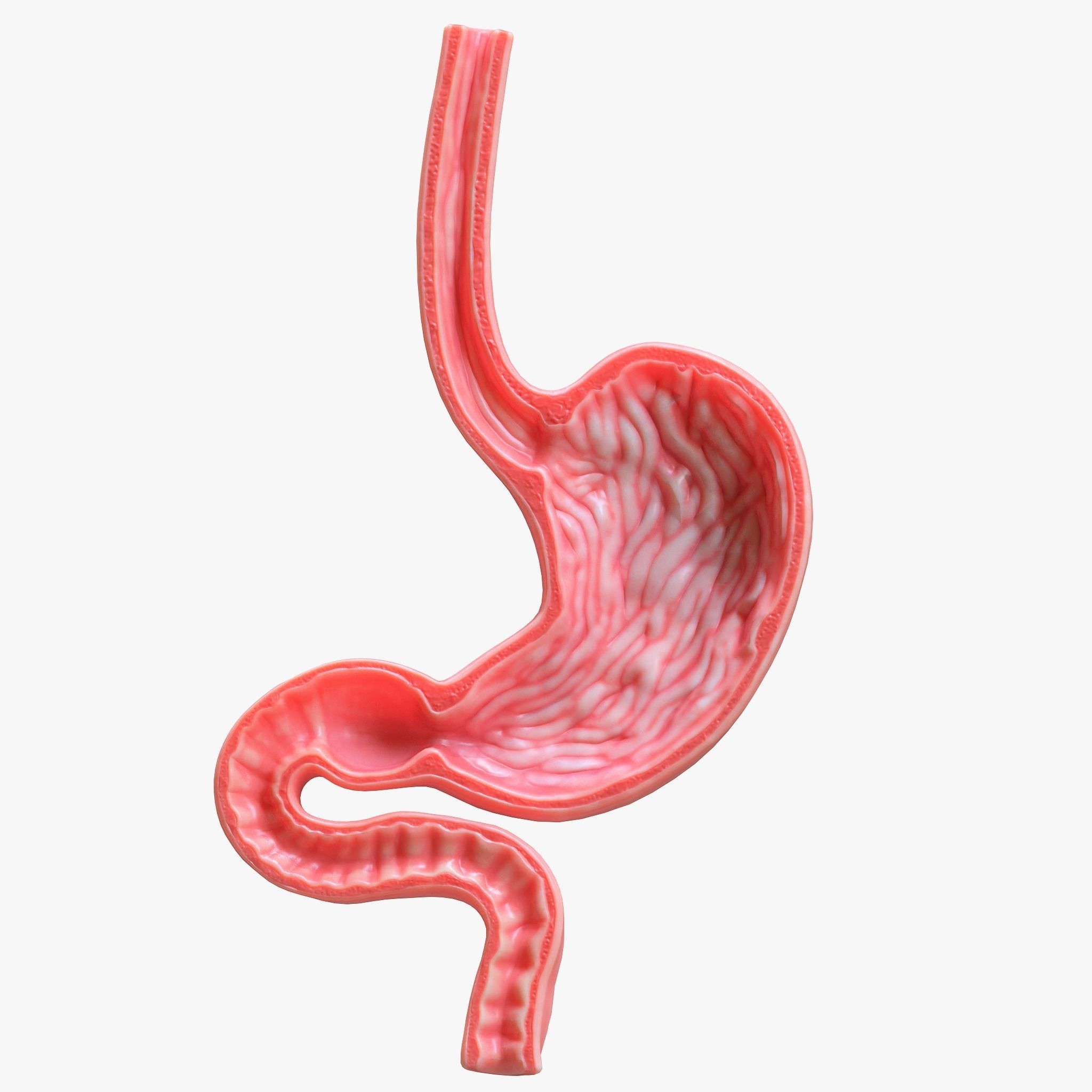 Human Stomach Bundle 3D model_4