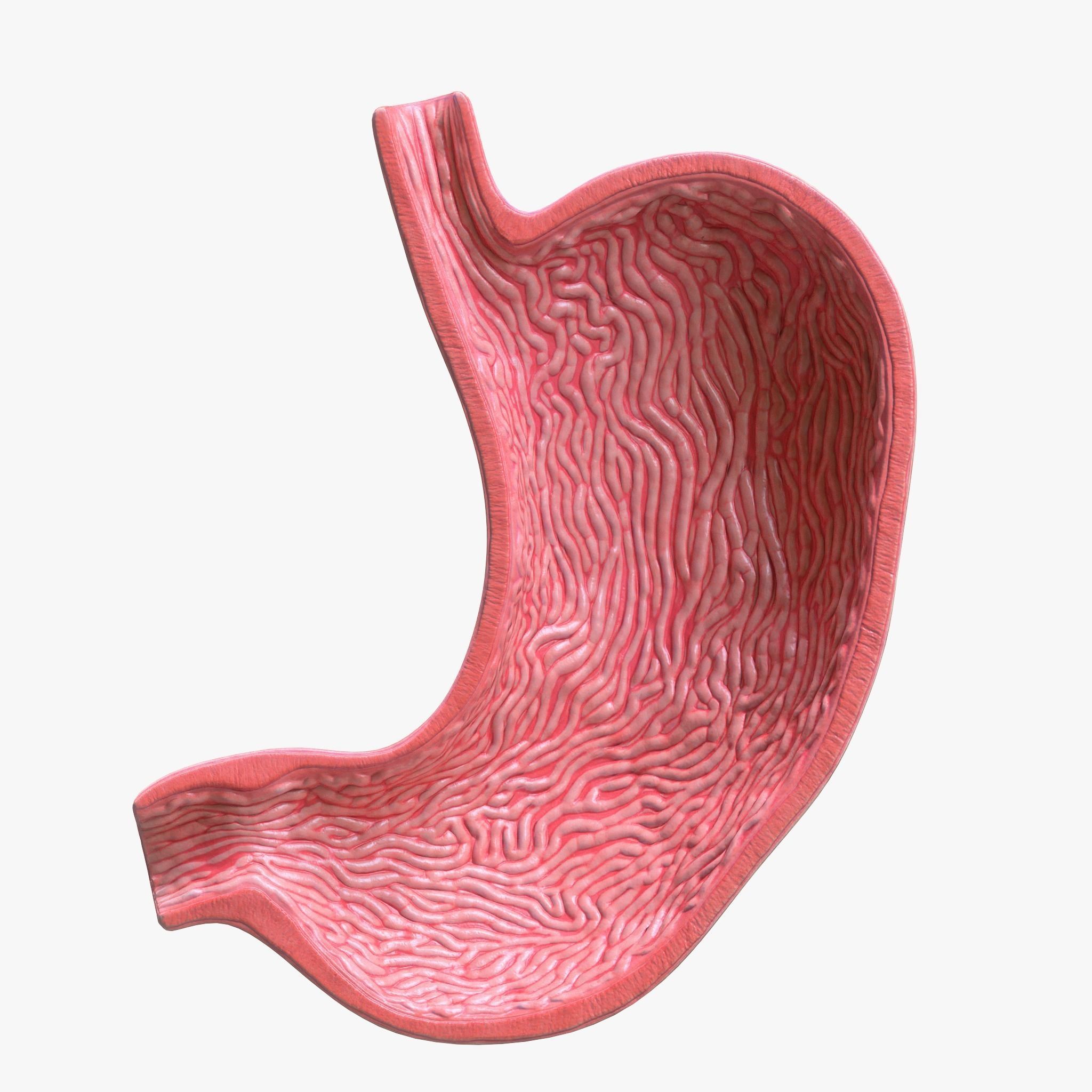 Human Stomach Bundle 3D model_5
