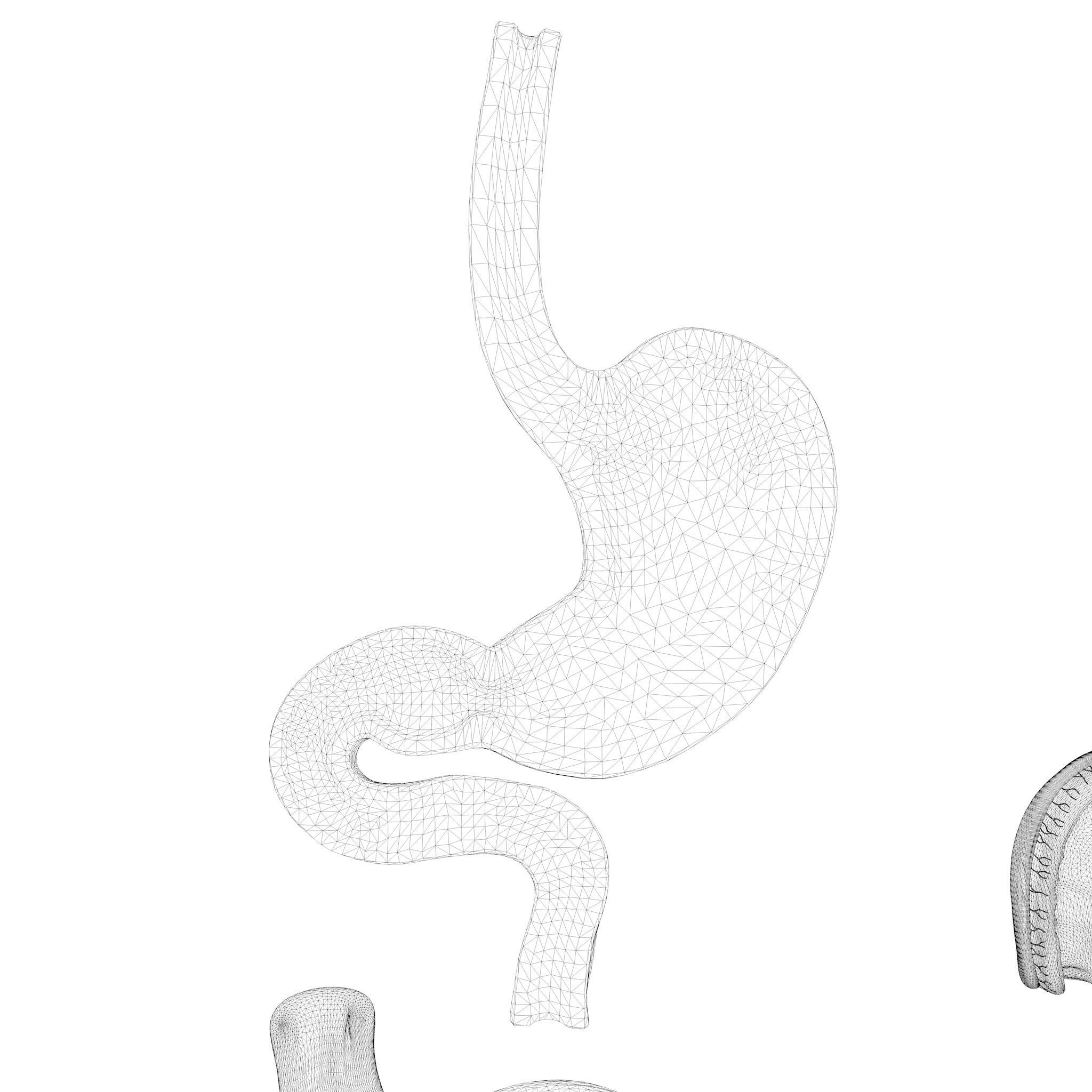 Human Stomach Bundle 3D model_11
