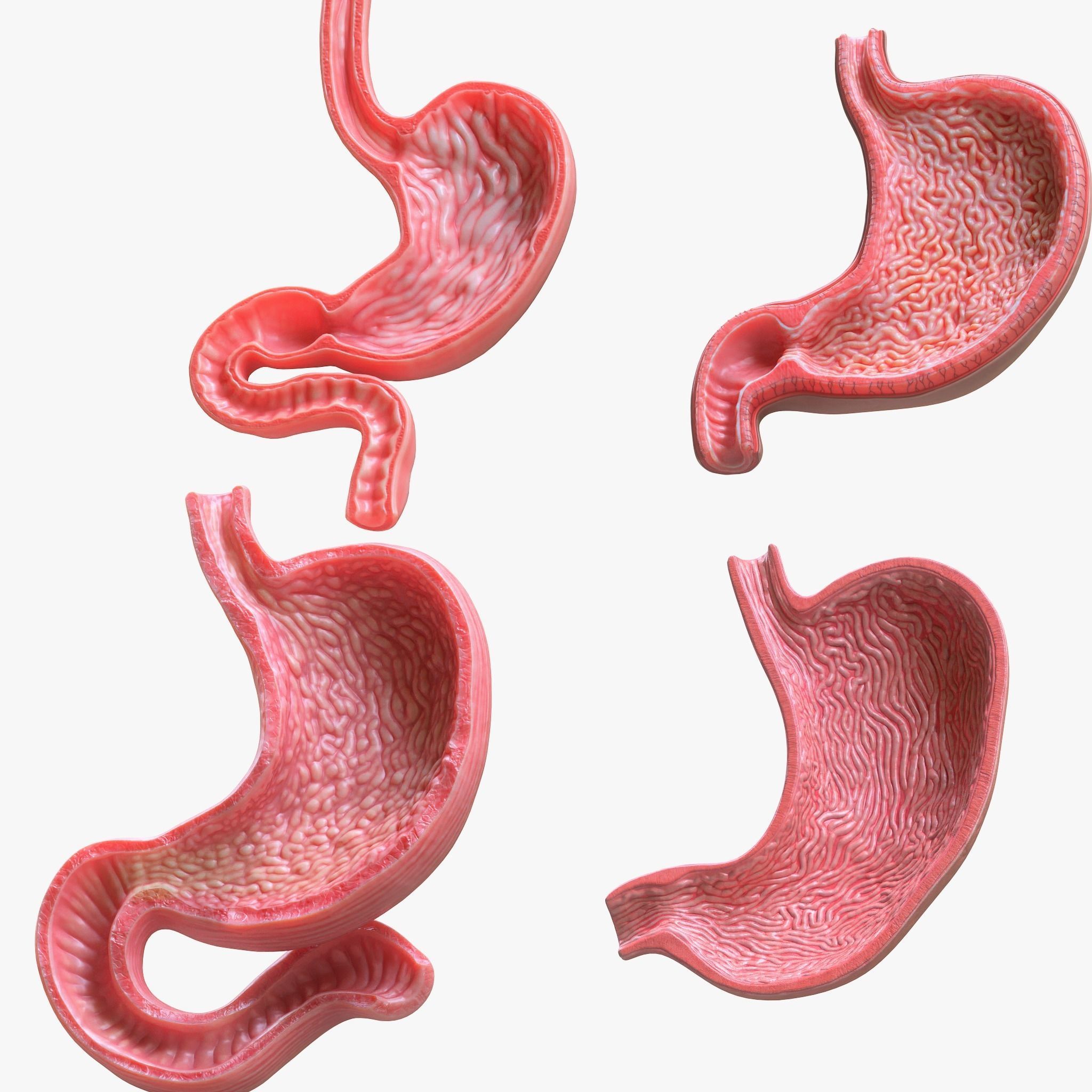 Human Stomach Bundle 3D model_6