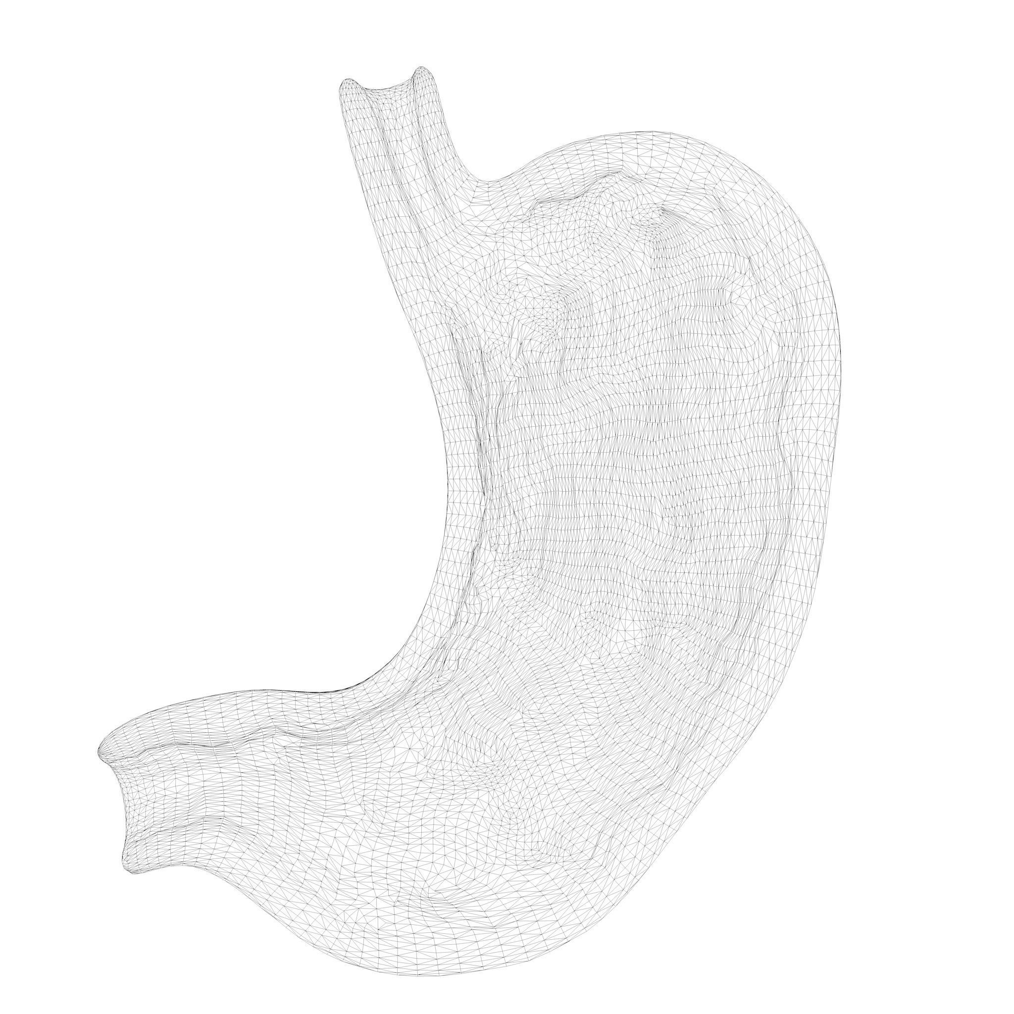 Human Stomach Bundle 3D model_13
