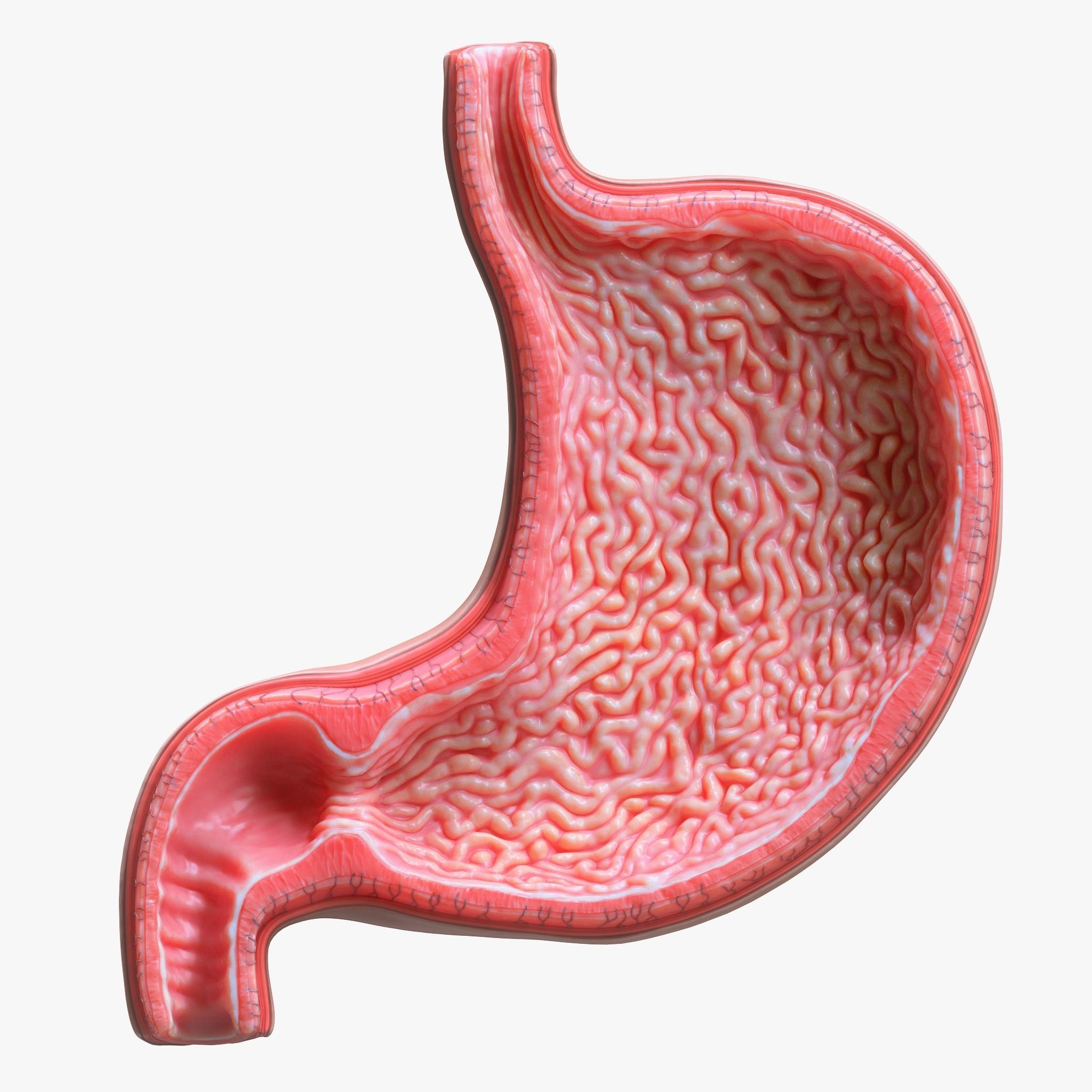 Human Stomach Bundle 3D model_3