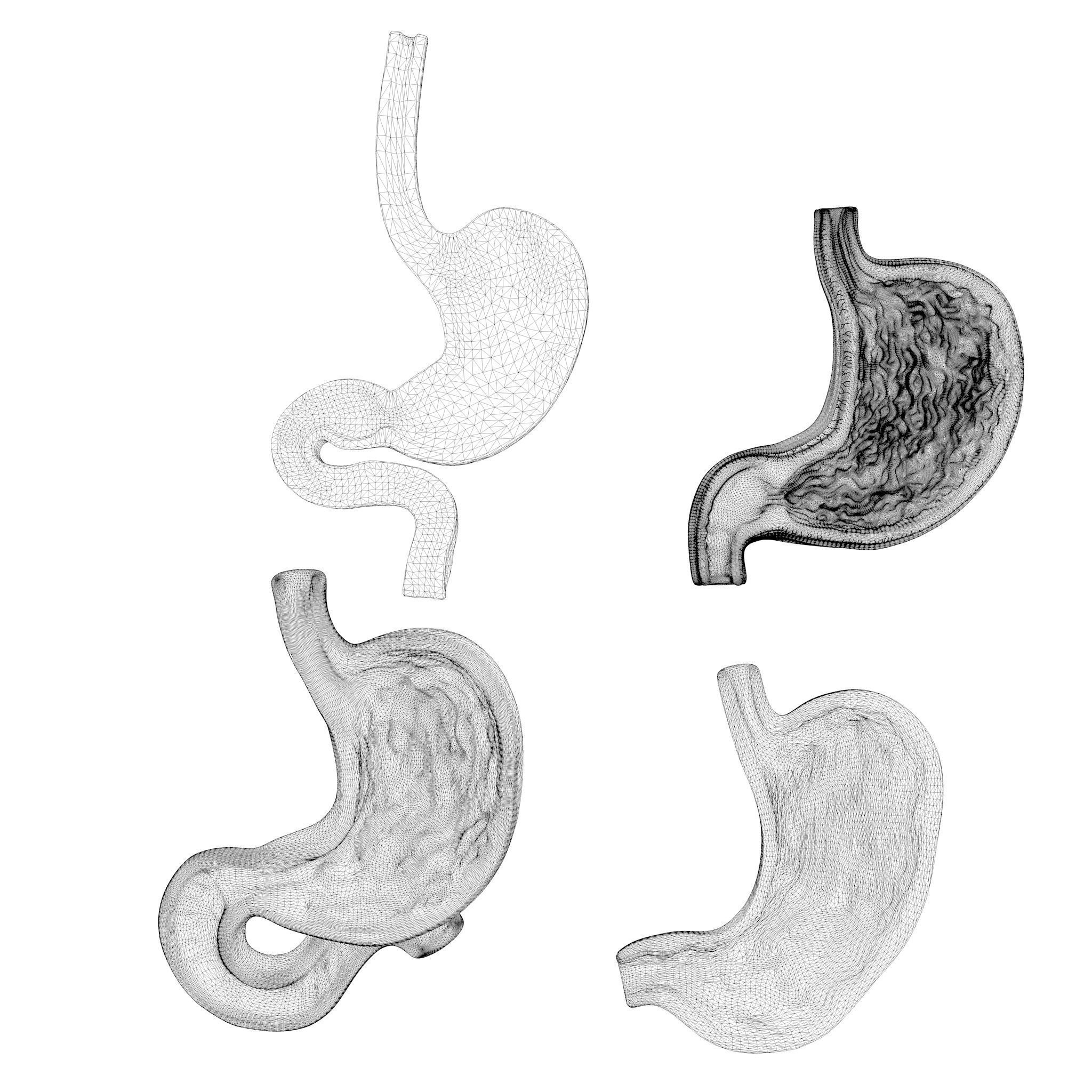 Human Stomach Bundle 3D model_8