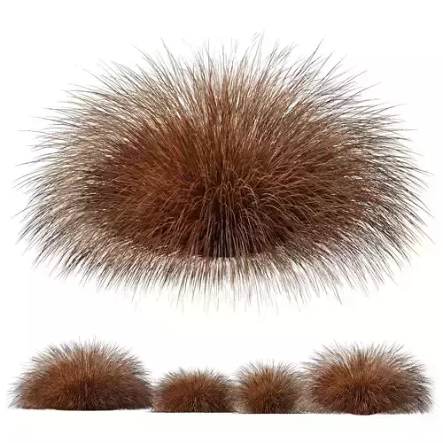 Plants Carex Testacea Orange Sedge Grass Prairie Fire Version 6 Free 3D model