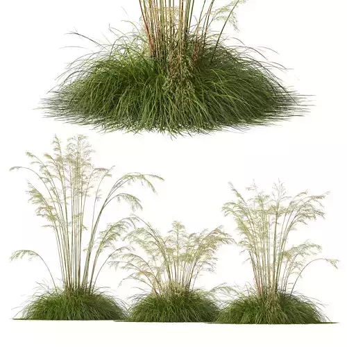 Plants Celtica Gigantea Stipa Golden Oats 3D model