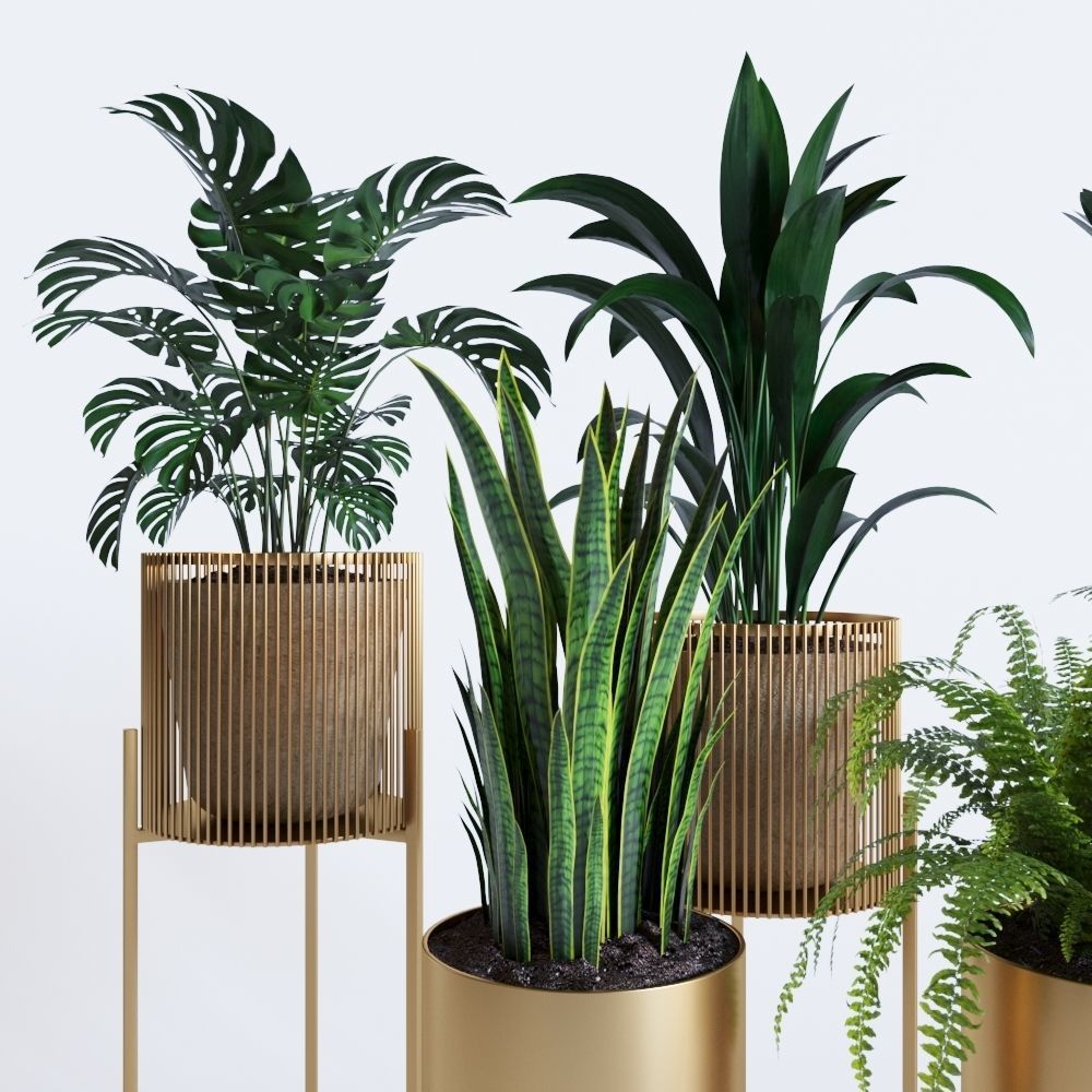 plant collection RPM 01 3D model_1