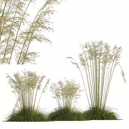 Plants Celtica Gigantea Stipa Golden Oats Version2 3D model