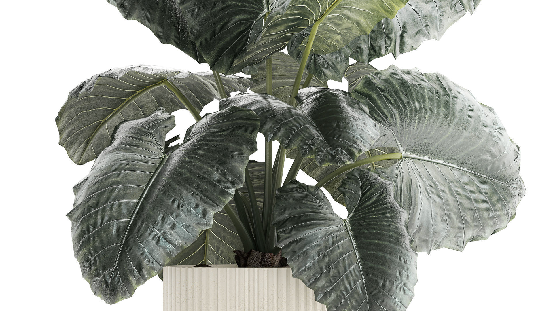 Beautiful ornamental plant in a flower pot bush Alocasia 1253 3D model_3