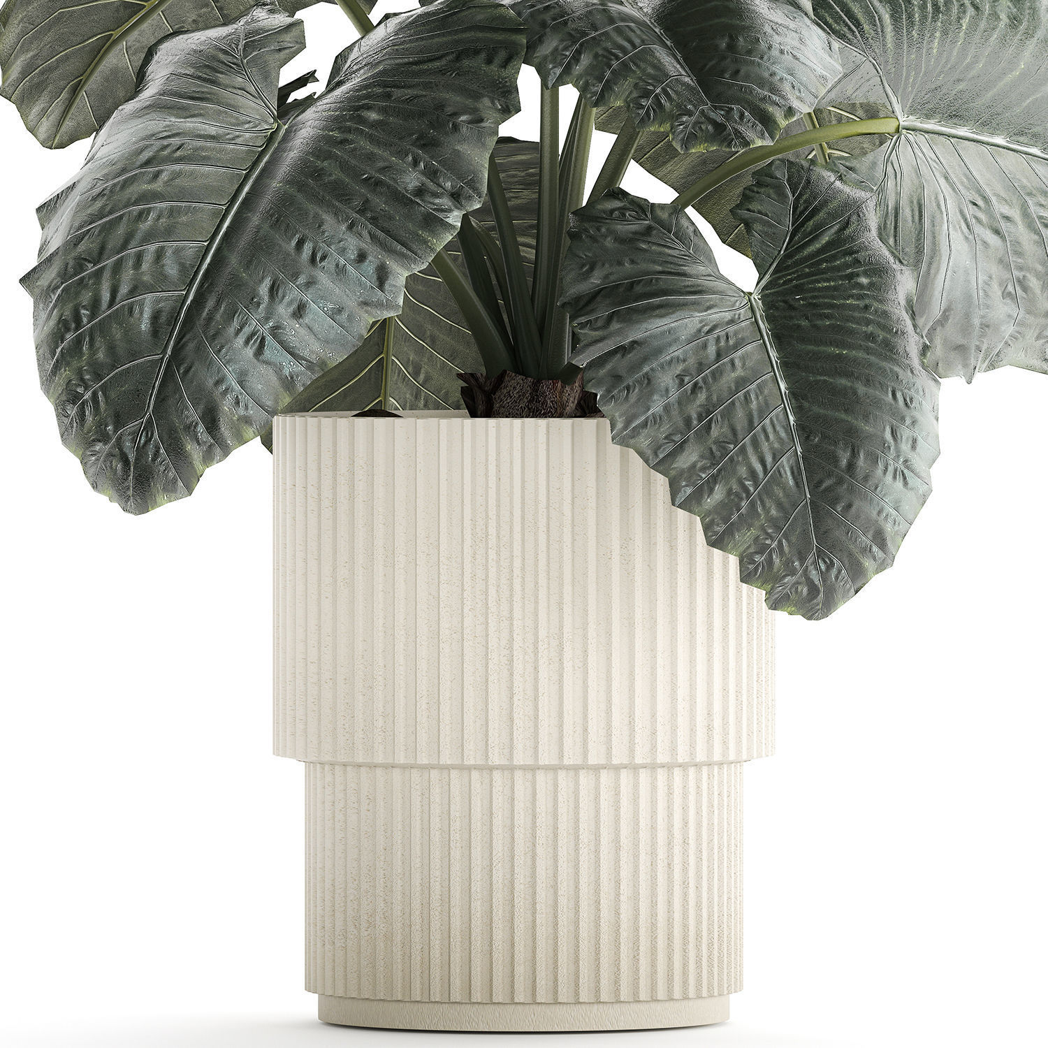 Beautiful ornamental plant in a flower pot bush Alocasia 1253 3D model_6