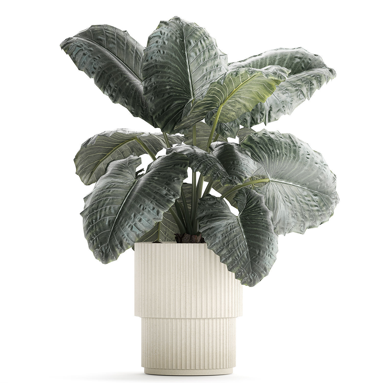 Beautiful ornamental plant in a flower pot bush Alocasia 1253 3D model_5