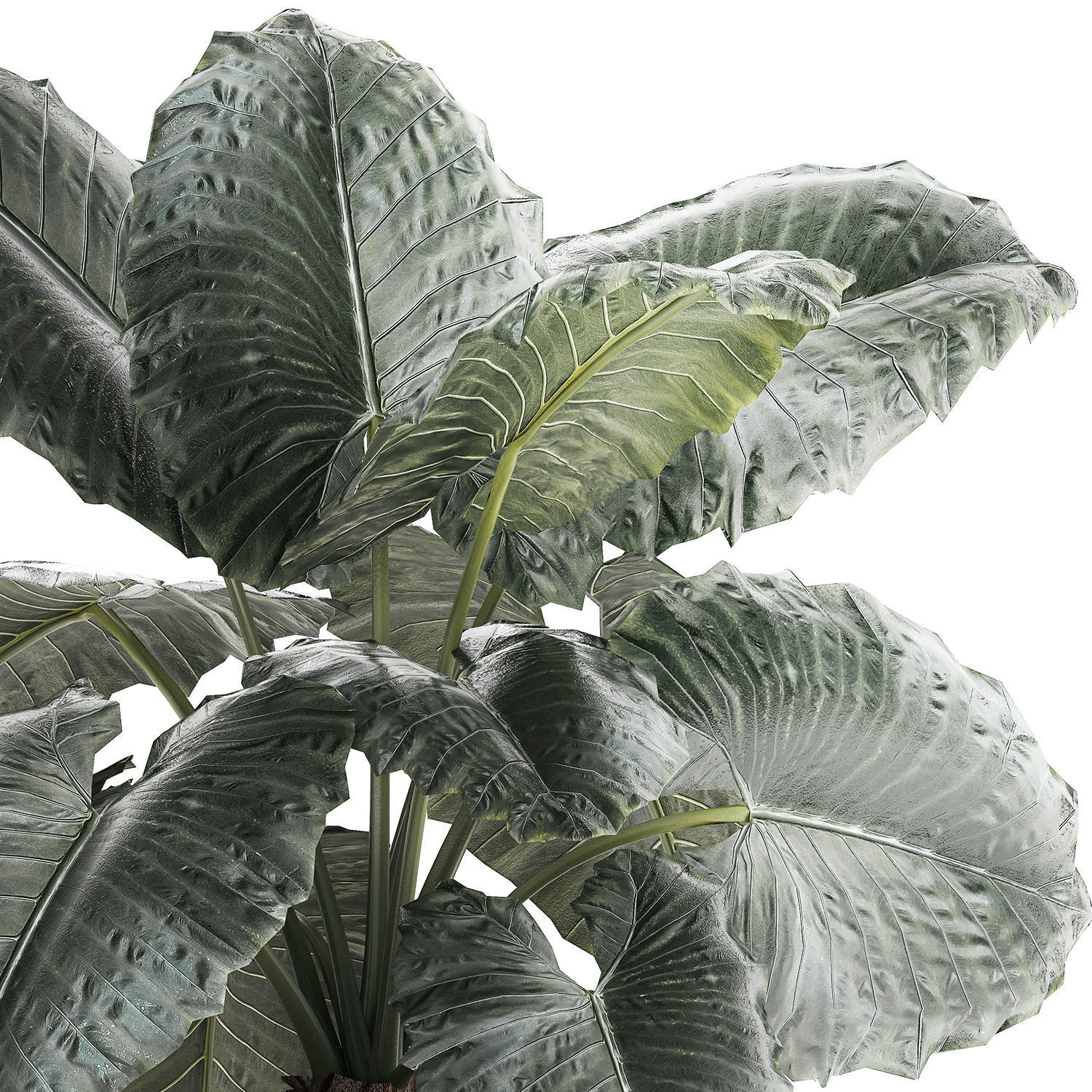 Beautiful ornamental plant in a flower pot bush Alocasia 1253 3D model_7