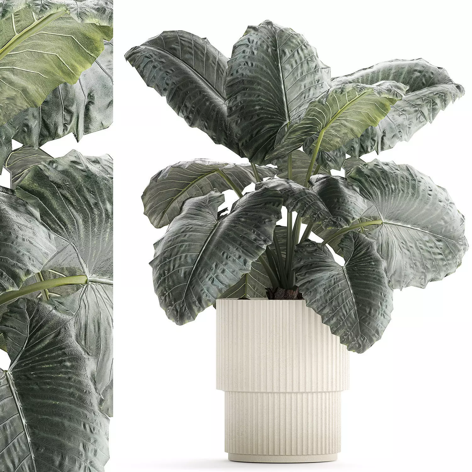 Beautiful ornamental plant in a flower pot bush Alocasia 1253 3D model_0