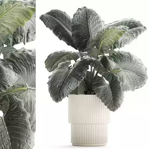 Beautiful ornamental plant in a flower pot bush Alocasia 1253 3D model
