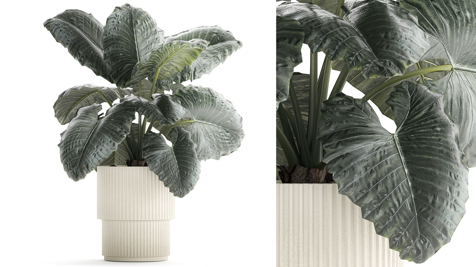 Beautiful ornamental plant in a flower pot bush Alocasia 1253 3D model_1