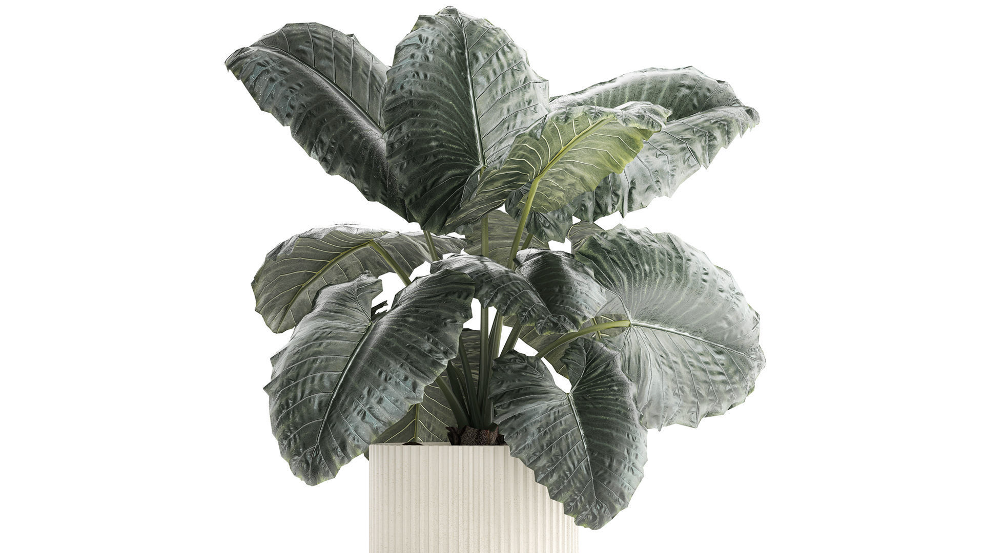 Beautiful ornamental plant in a flower pot bush Alocasia 1253 3D model_2
