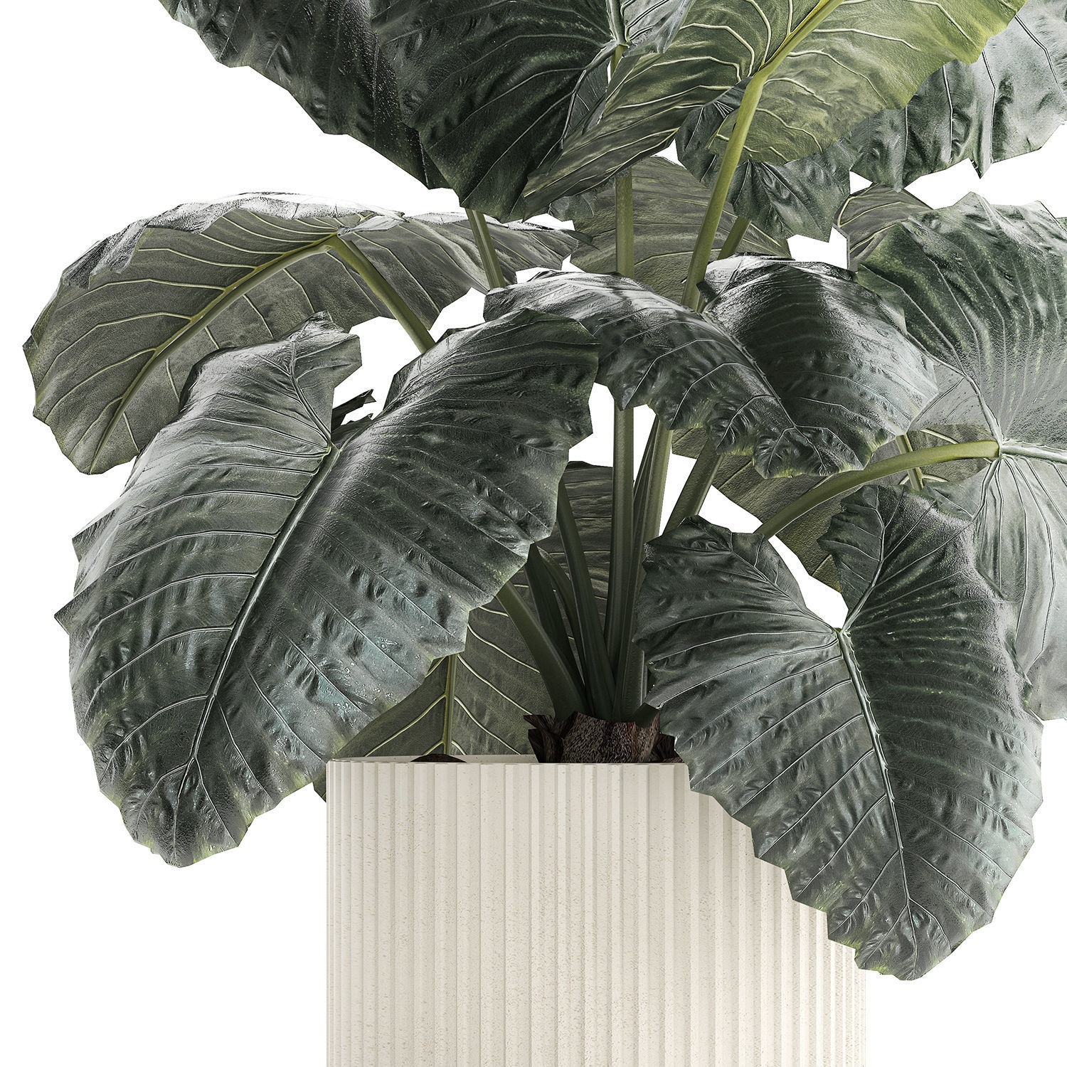 Beautiful ornamental plant in a flower pot bush Alocasia 1253 3D model_8