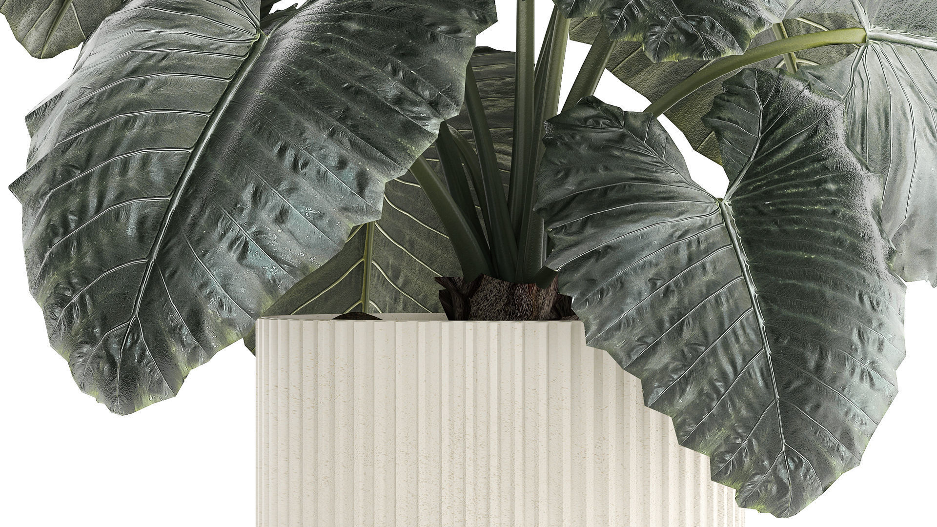 Beautiful ornamental plant in a flower pot bush Alocasia 1253 3D model_4