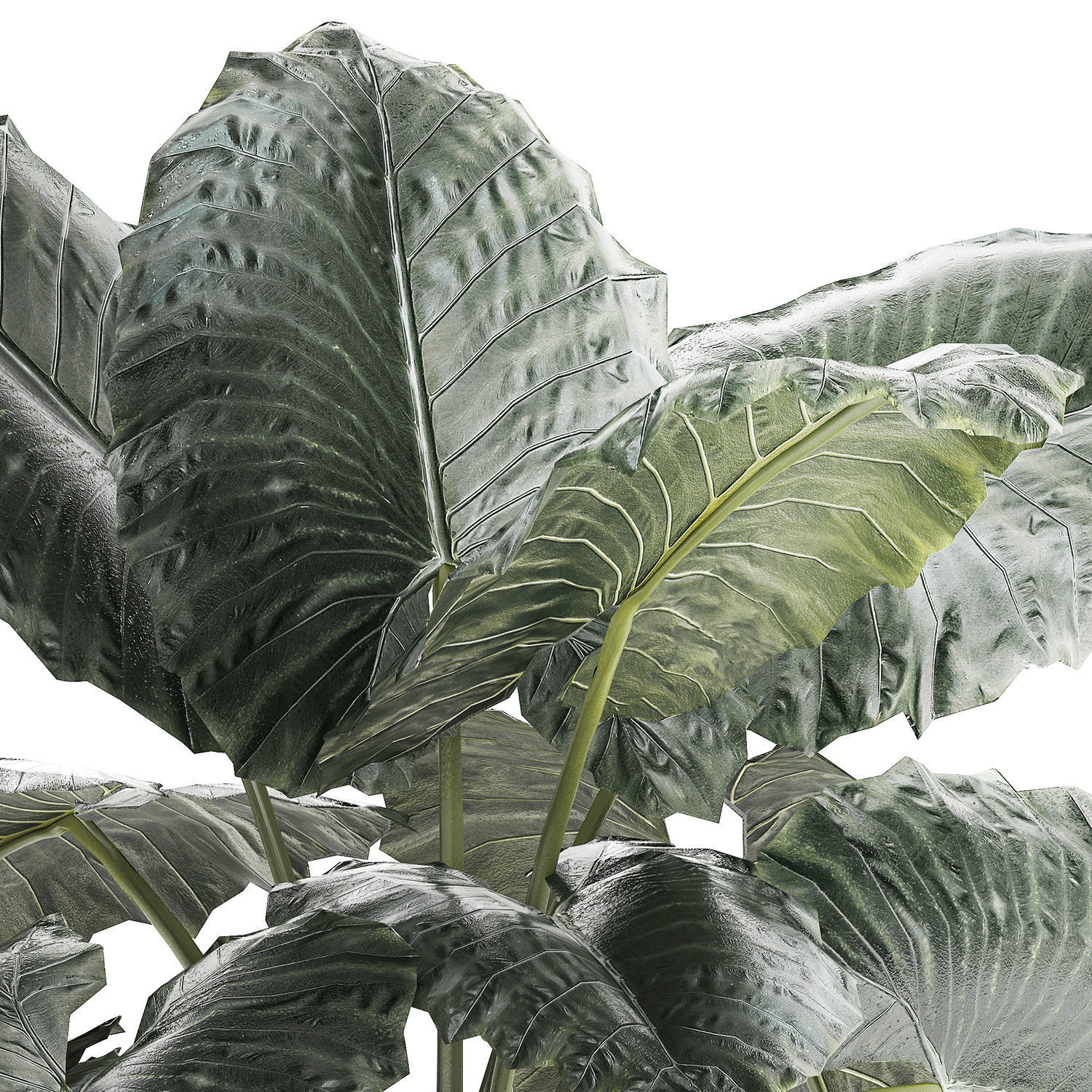 Beautiful ornamental plant in a flower pot bush Alocasia 1253 3D model_9