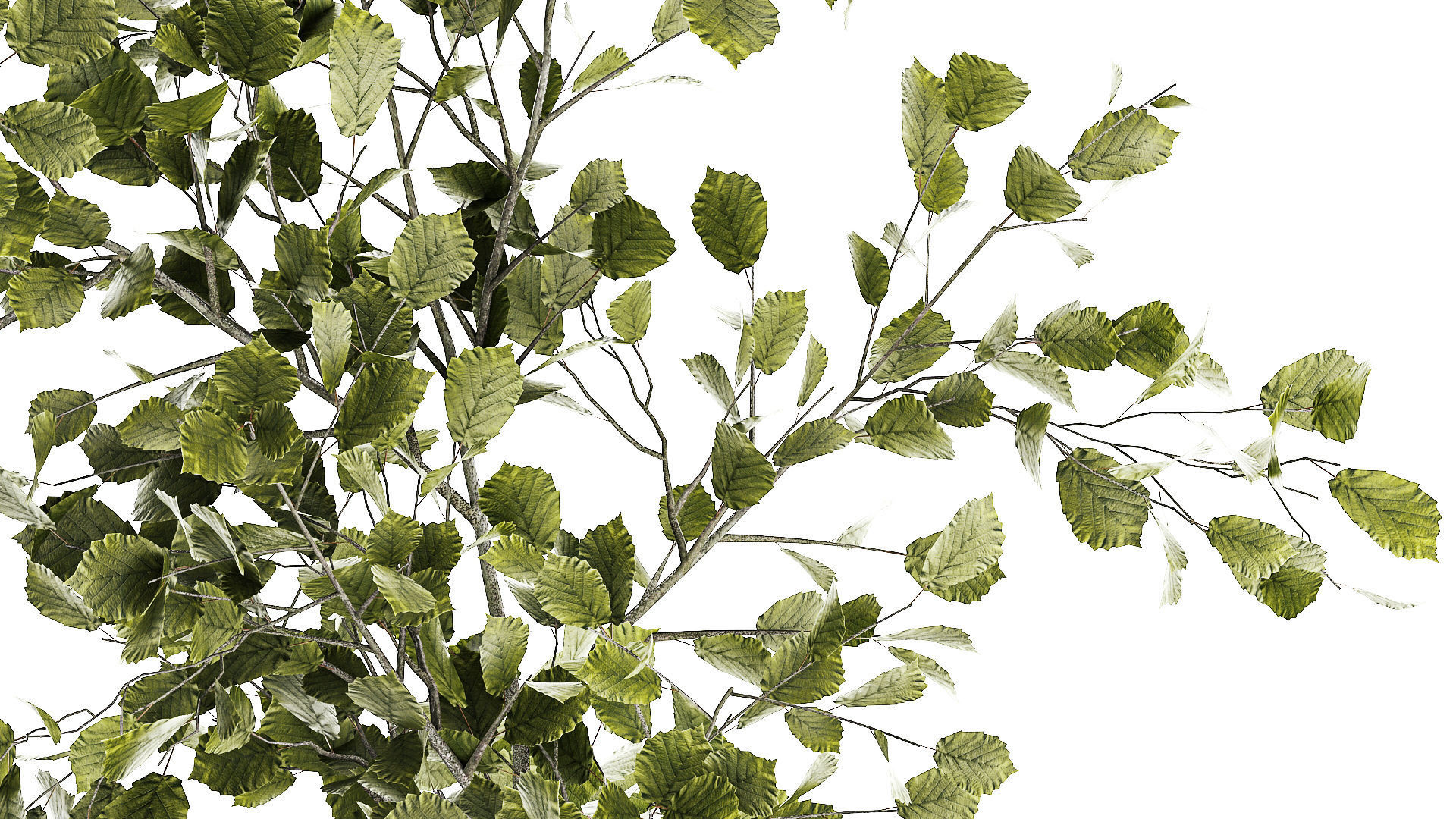 Beautiful tree and plants for the interior in pots 1254 3D model_4