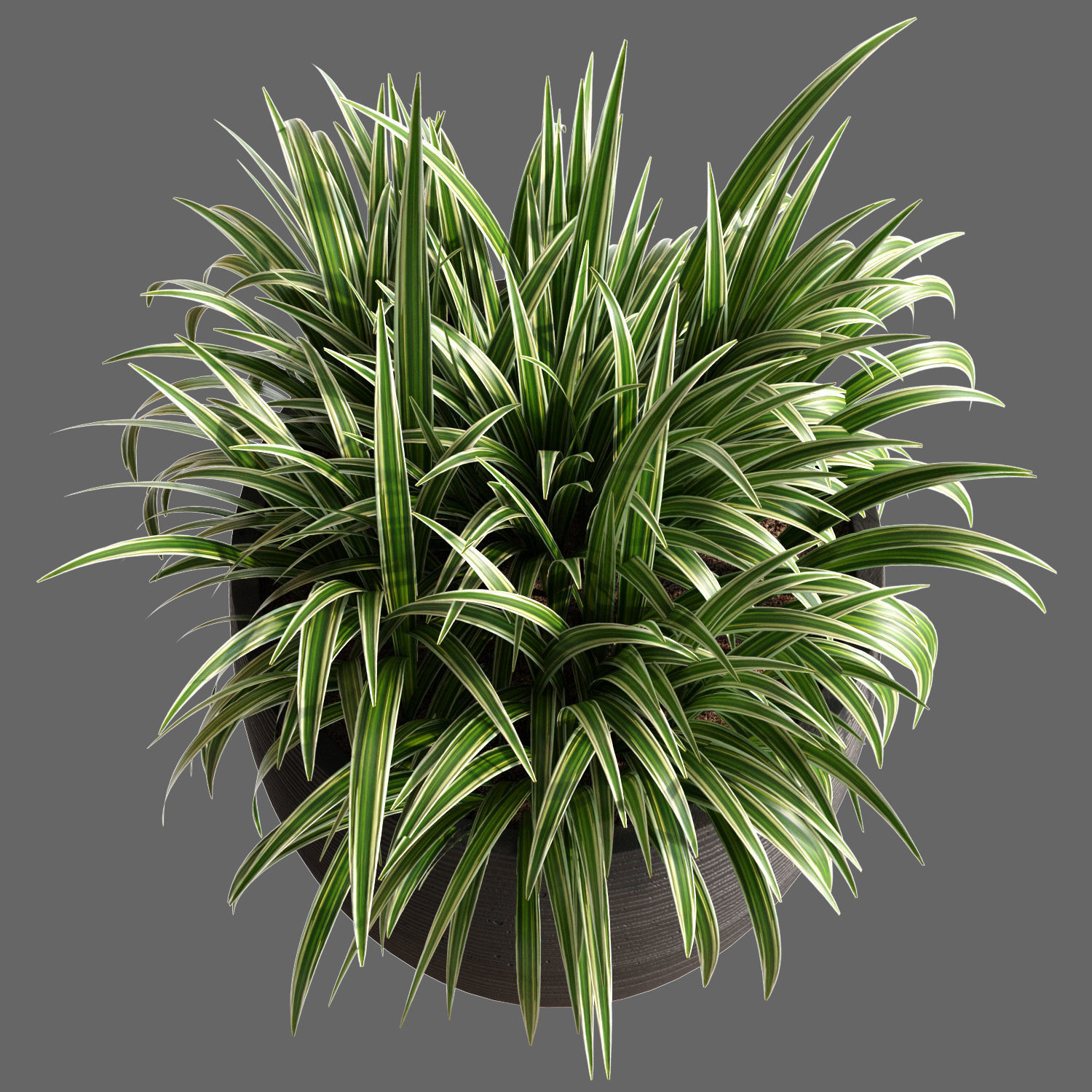 Plant Collection Rpm 05 3D model_3