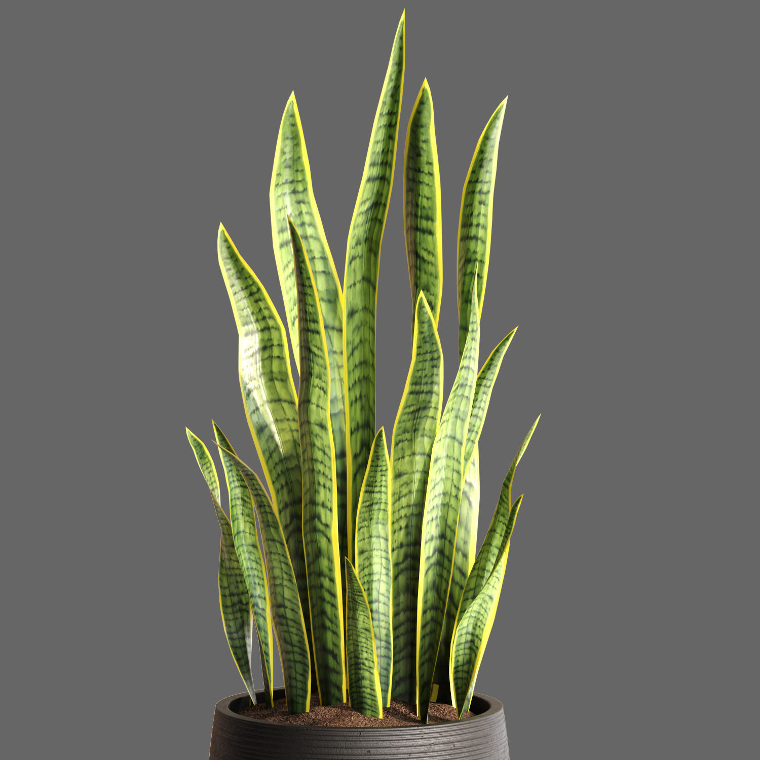 Plant Collection Rpm 05 3D model_4
