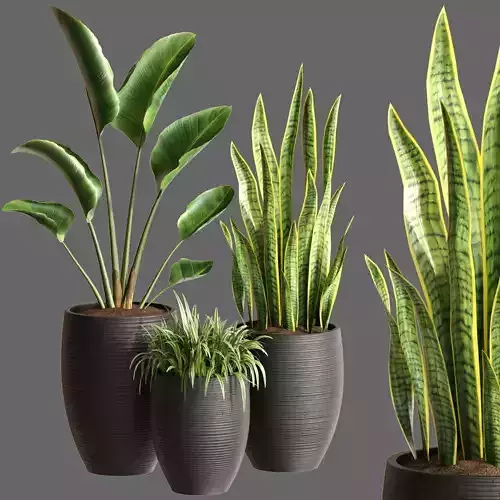 Plant Collection Rpm 05 3D model