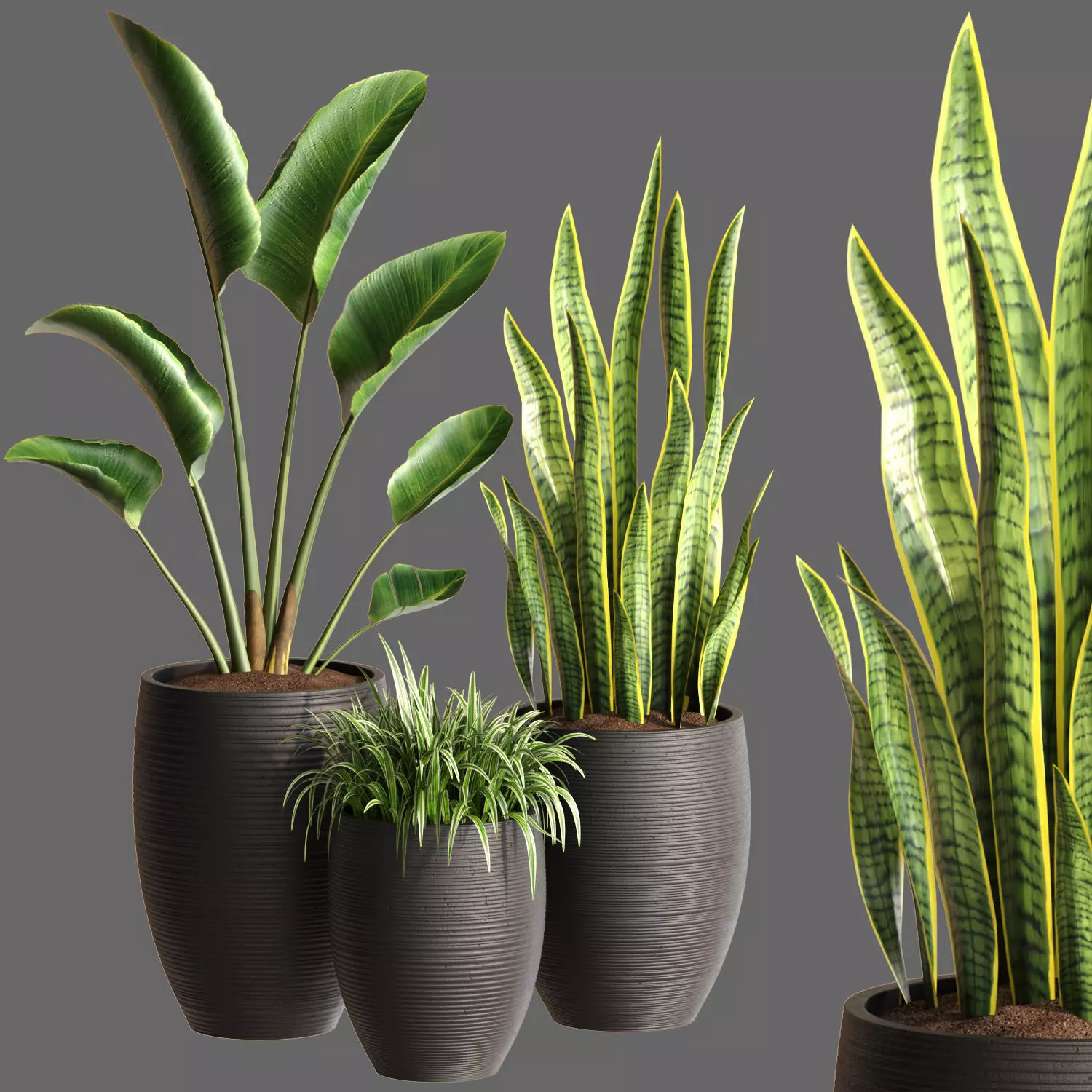 Plant Collection Rpm 05 3D model_0
