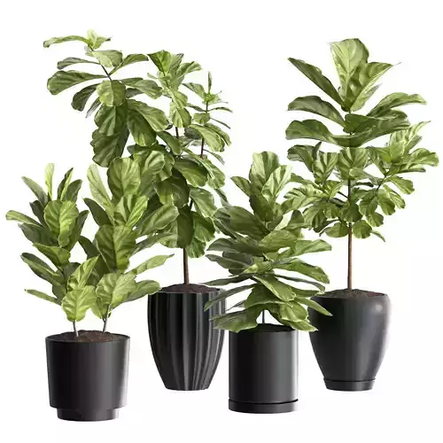 Plant Collection Rpm 06 3D model