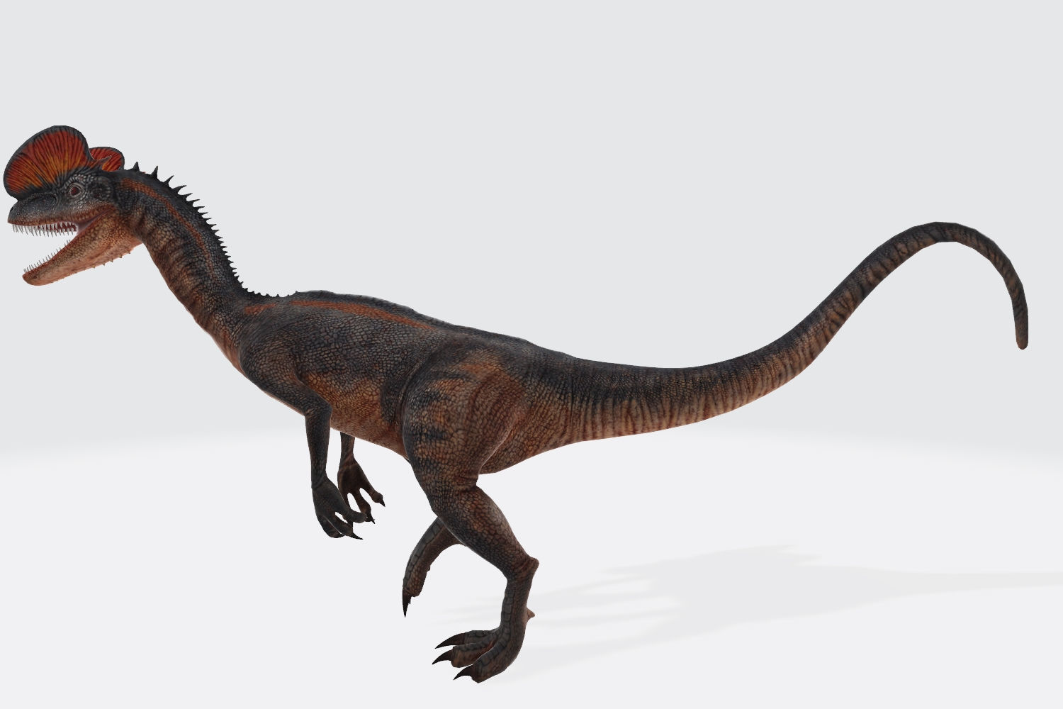 Dilophosaurus Dinosaur 3D Model Ready to Print 3D print model_5