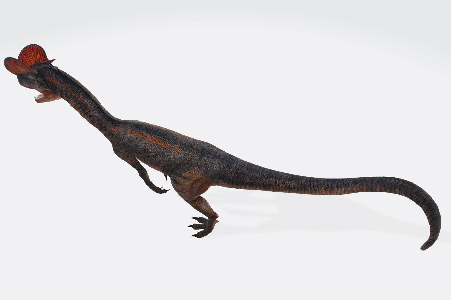 Dilophosaurus Dinosaur 3D Model Ready to Print 3D print model_6