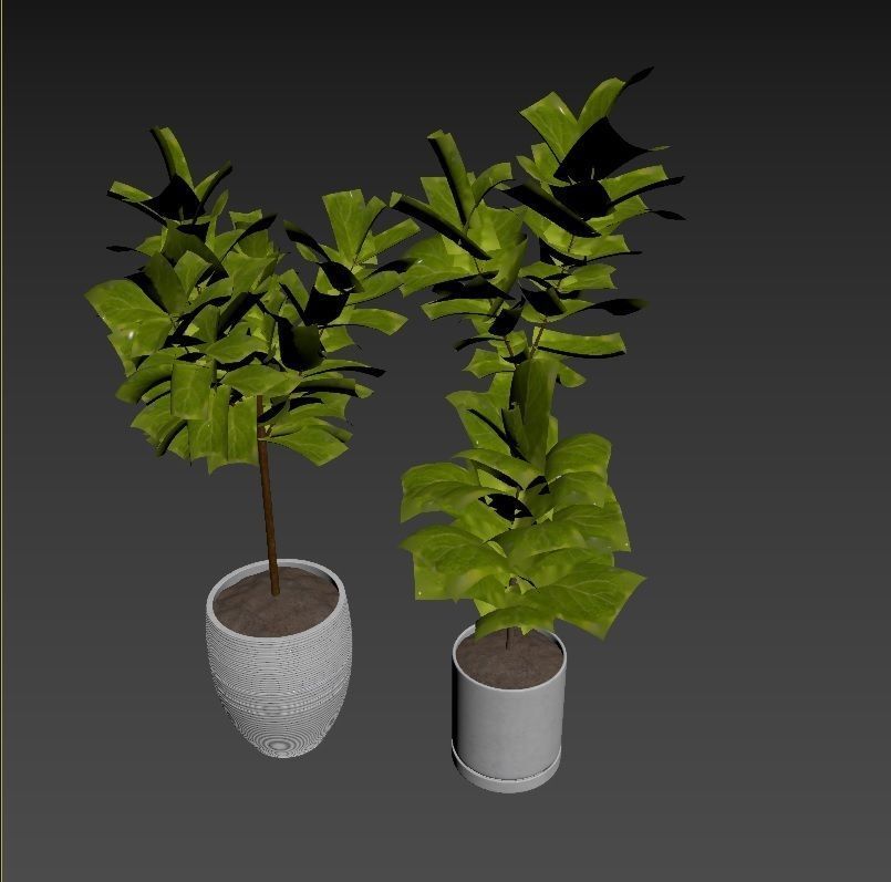 Plant Collection Rpm 07 3D model_4