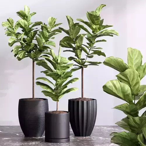 Plant Collection Rpm 07 3D model