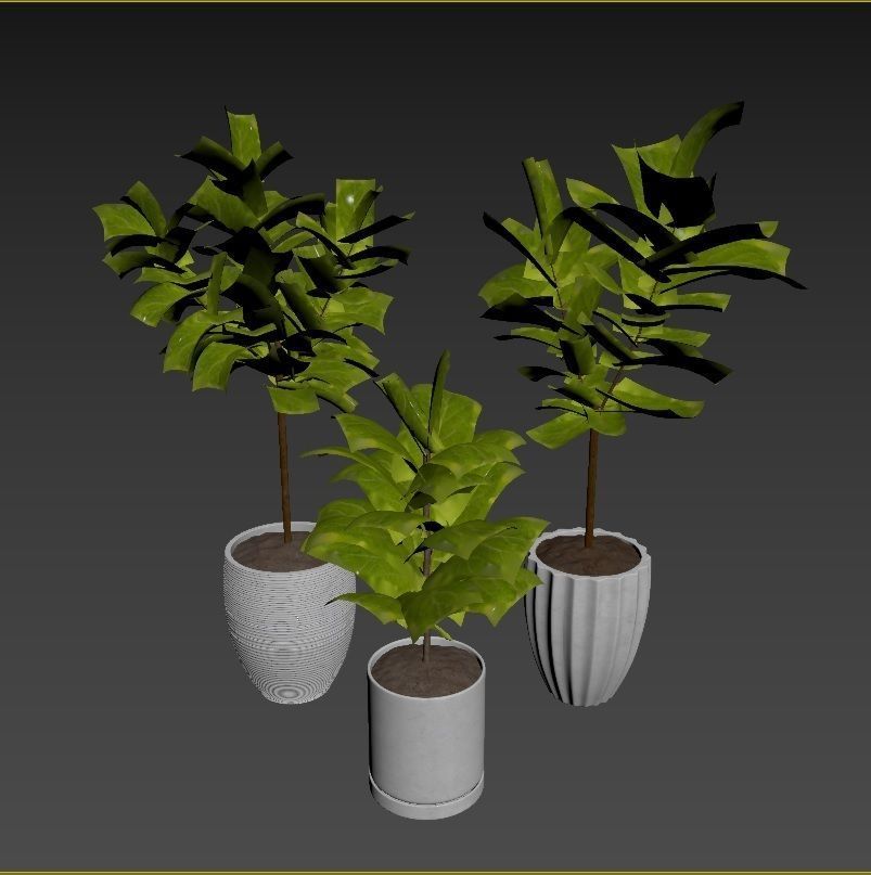 Plant Collection Rpm 07 3D model_2
