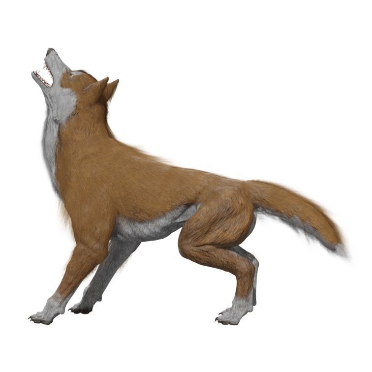Wolf Rigged Animated Low-poly 3D model_10