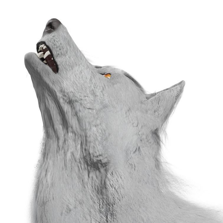 Wolf Rigged Animated Low-poly 3D model_27