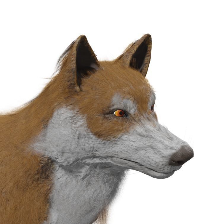 Wolf Rigged Animated Low-poly 3D model_30