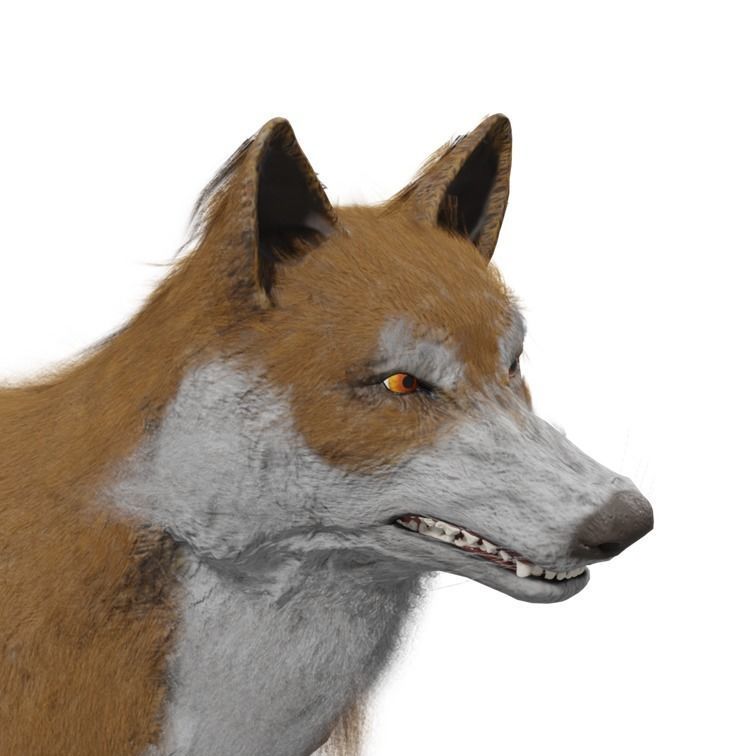 Wolf Rigged Animated Low-poly 3D model_35