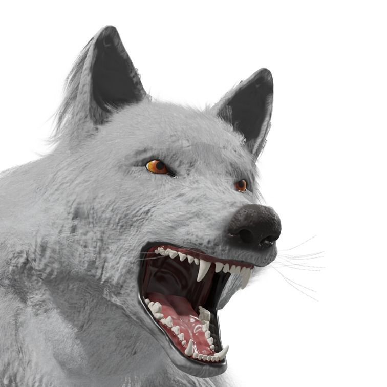Wolf Rigged Animated Low-poly 3D model_24
