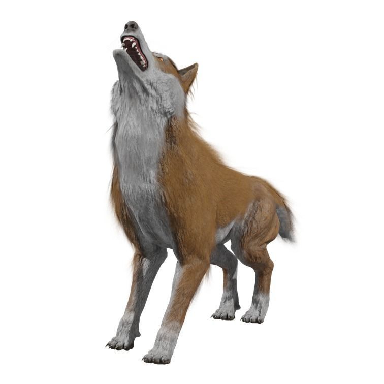 Wolf Rigged Animated Low-poly 3D model_7