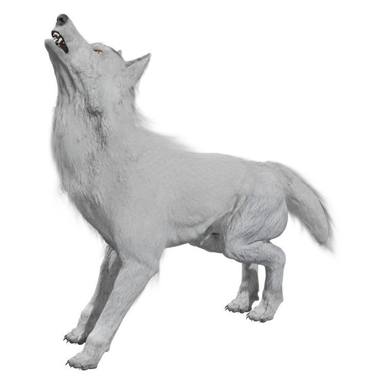 Wolf Rigged Animated Low-poly 3D model_14